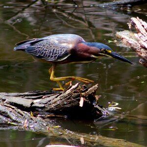 Meet your Posher, Sneeks